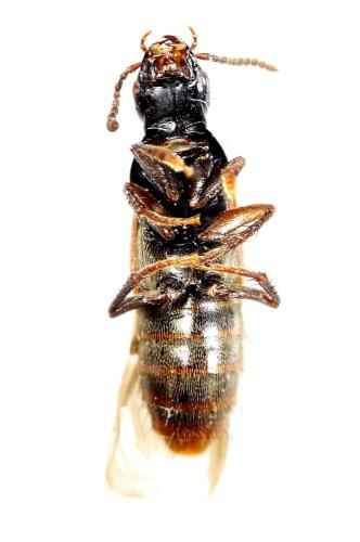 Réf. 293 631 : Quedius cruentus